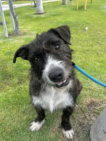 An adult medium-sized male Airedale Terrier dog named Jj for adoption in Honolulu, HI