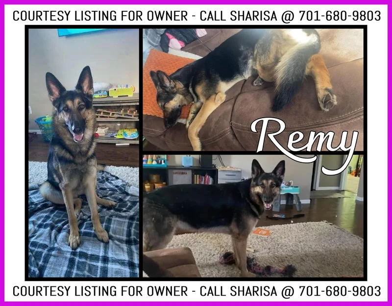 An adult large-sized female Bicolor German Shepherd Dog dog named Remy COURTESY LISTING for adoption in Valley City, ND