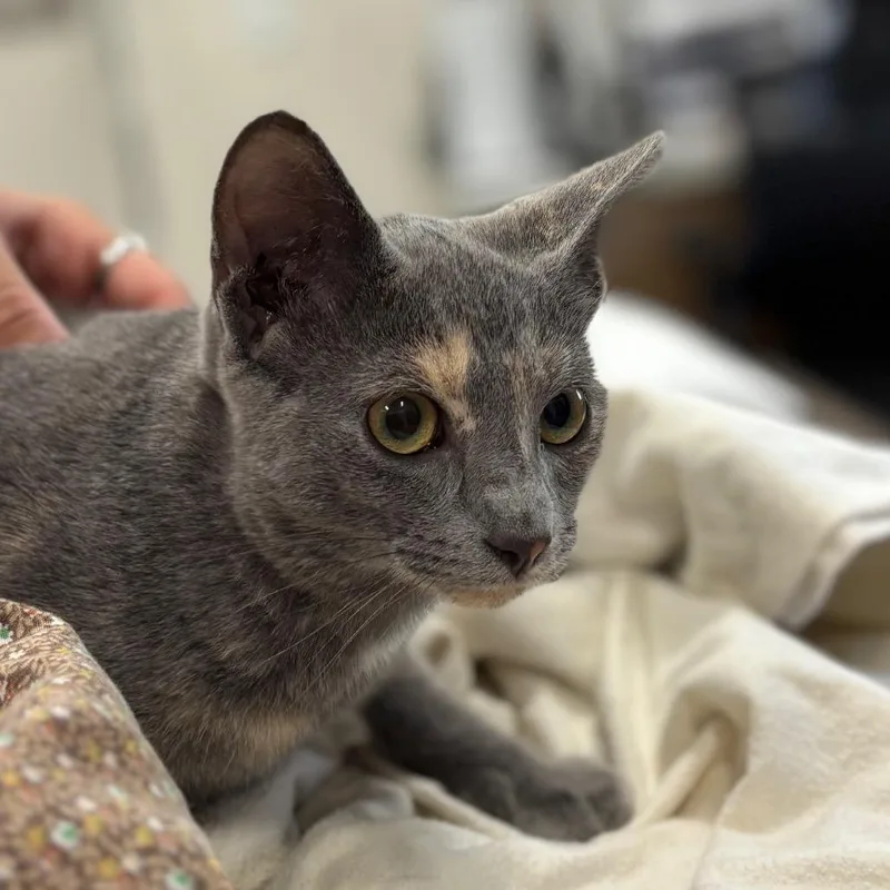 A baby small-sized female Tortoiseshell Domestic Short Hair cat named Sarah Sanderson for adoption in Nashville, IN