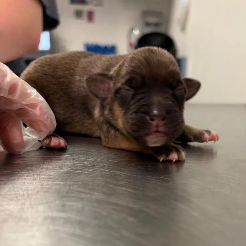 A baby small-sized female Brown / Chocolate Mixed Breed dog named Bandana for adoption in Charleston, WV