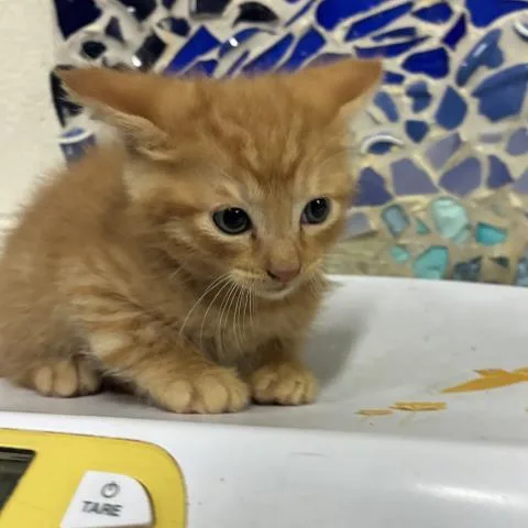 A baby small-sized male Domestic Short Hair cat named Helis for adoption in Pensacola, FL