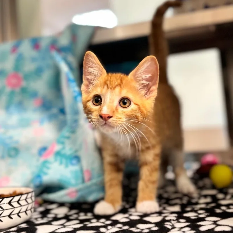 A baby small-sized male Orange / Red Domestic Short Hair cat named Kuzco for adoption in Nashville, IN
