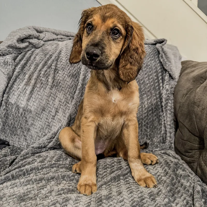 A baby medium-sized female Brown / Chocolate Plott Hound dog named Nova for adoption in Charleston , WV