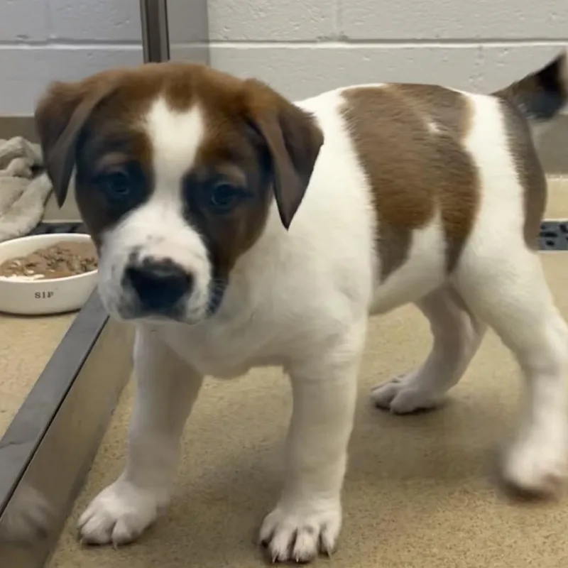A baby medium-sized male White / Cream Black Mouth Cur dog named Cosmo for adoption in West Palm Beach, FL
