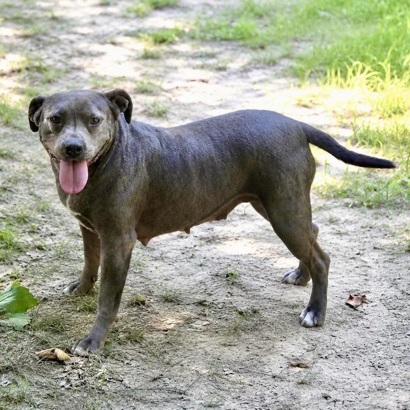 An adult medium-sized female Gray / Blue / Silver American Staffordshire Terrier dog named Lila Grace for adoption in Long Island City, NY