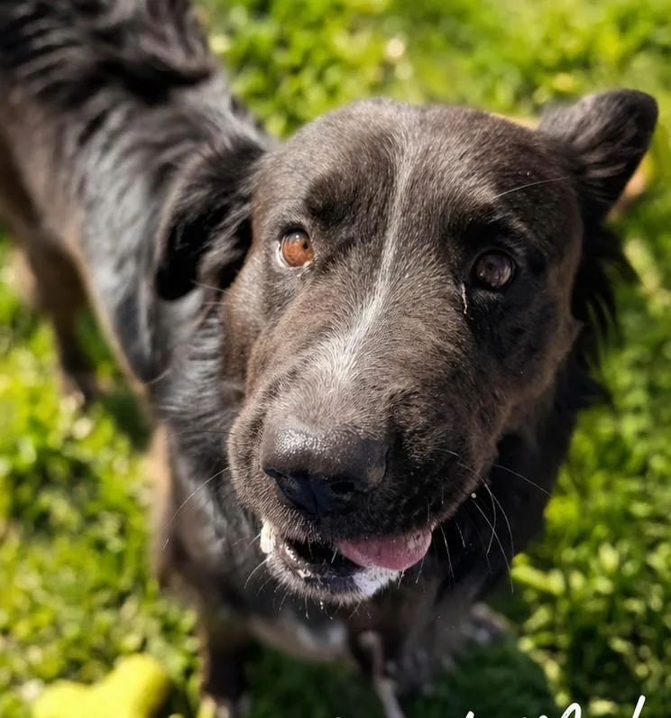 An adult medium-sized male Black Border Collie dog named Rocco for adoption in Ventura, CA