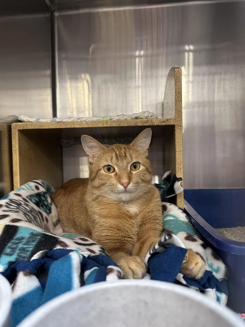 An adult medium-sized male Orange / Red Domestic Short Hair cat named Sun for adoption in Wheaton, IL