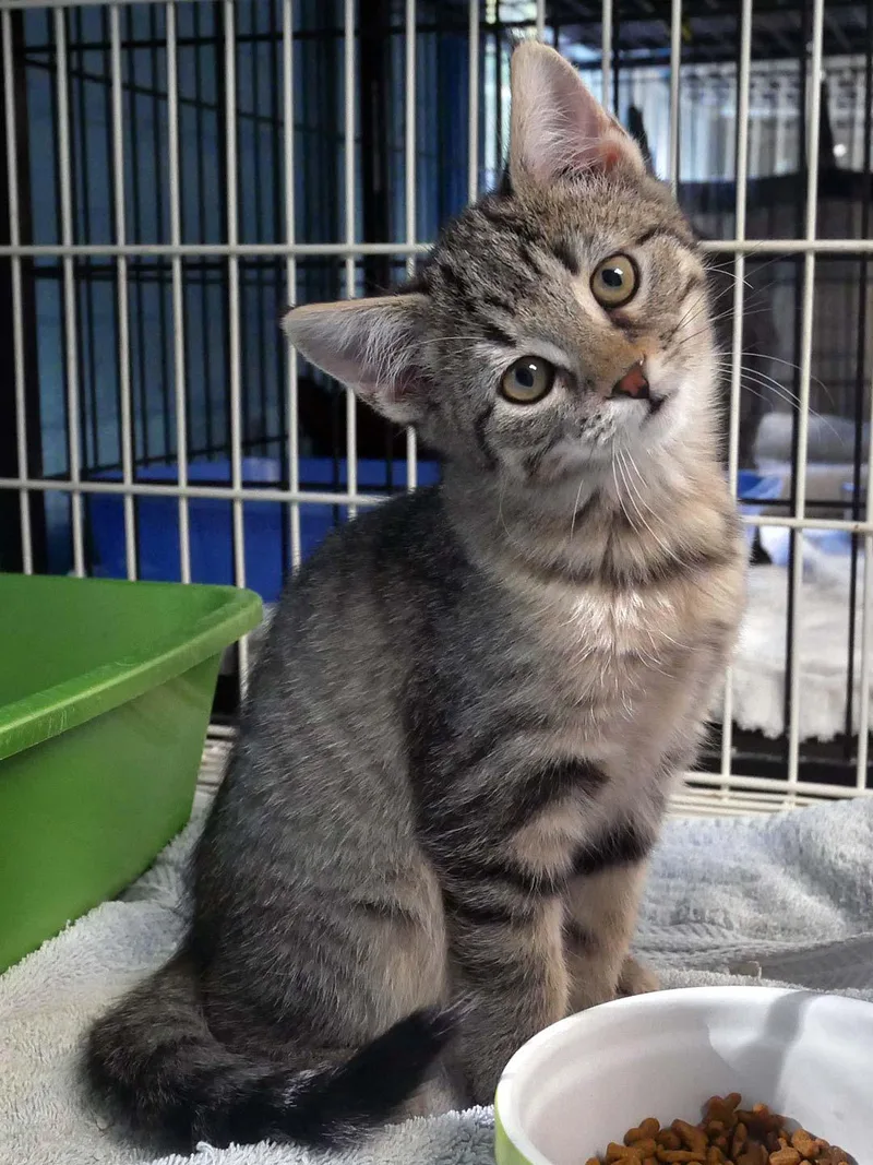A baby small-sized female Tabby cat named Mummy for adoption in Bloomingdale, NJ
