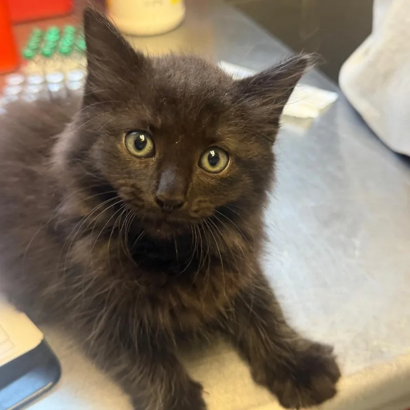 A baby small-sized male Black Domestic Medium Hair cat named Smidge for adoption in Tuscaloosa, AL