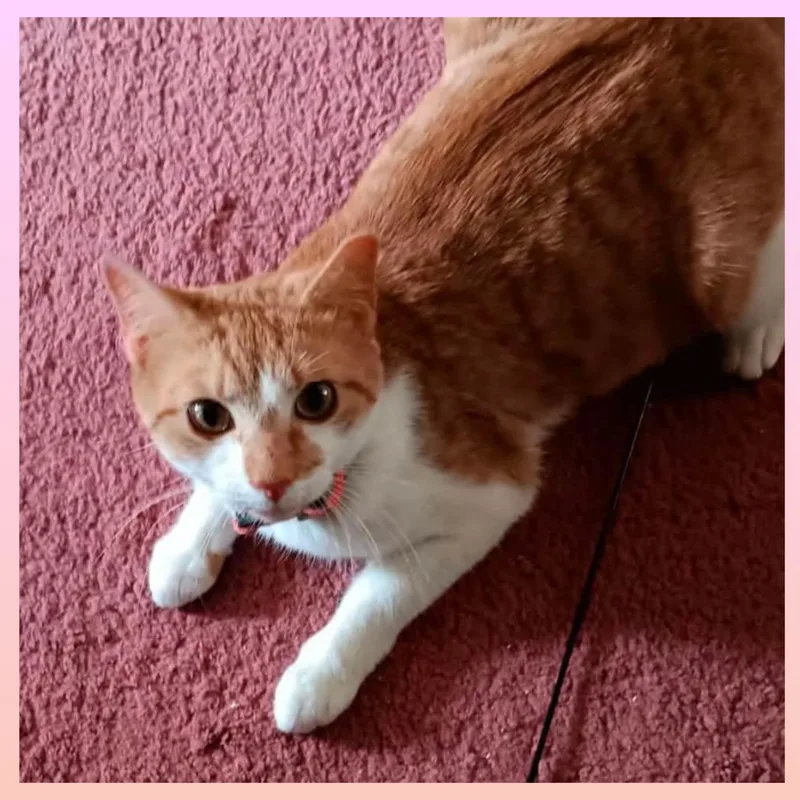 An adult medium-sized female Orange & White Domestic Short Hair cat named Sandy for adoption in Lansdowne, PA