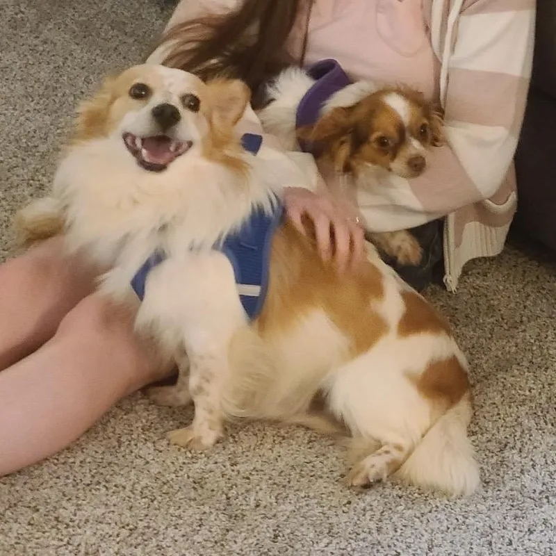 An adult small-sized male Apricot / Beige Papillon dog named Cute Cheerio for adoption in Reston, VA