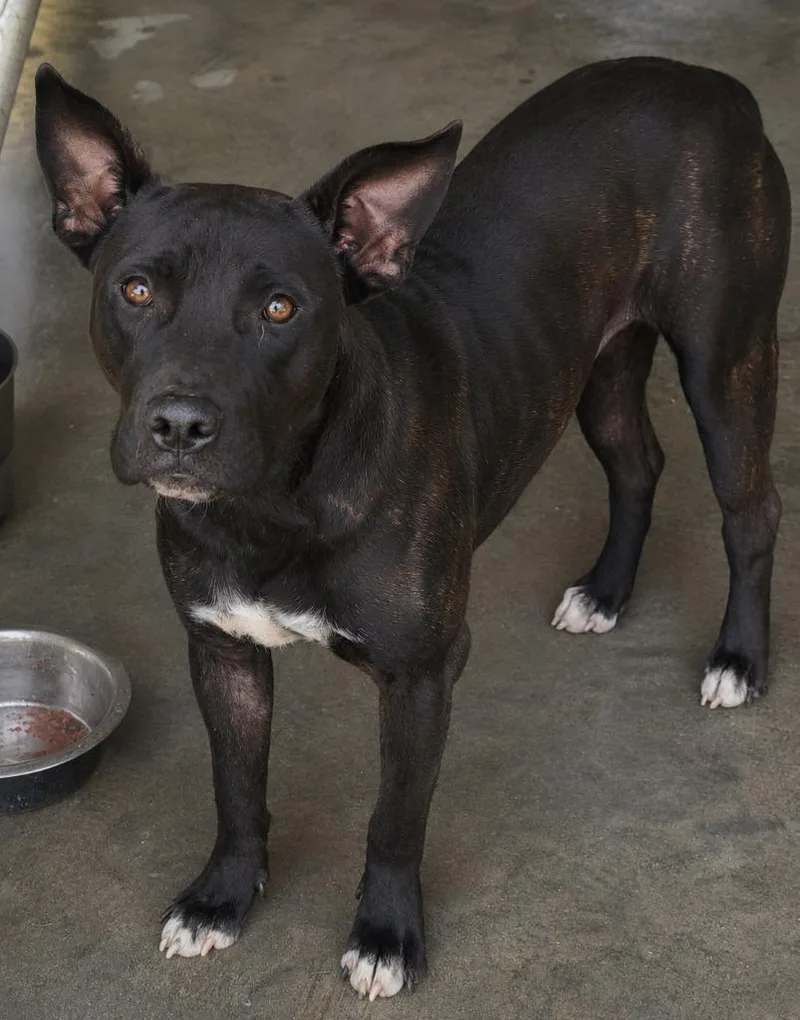 A young medium-sized male Pit Bull Terrier dog named Midnight for adoption in Swainsboro, GA