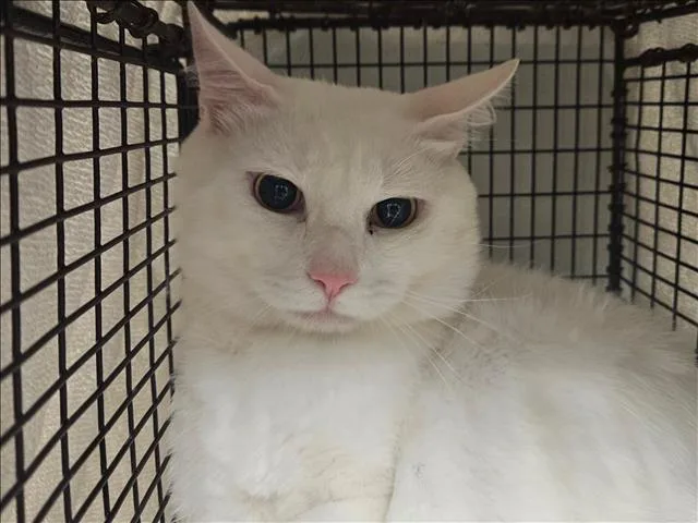 A young large-sized male Domestic Short Hair cat named Medusa for adoption in Van Nuys, CA