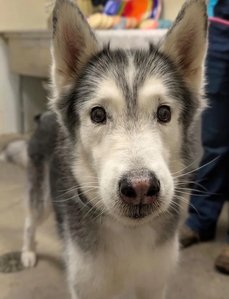Lycan