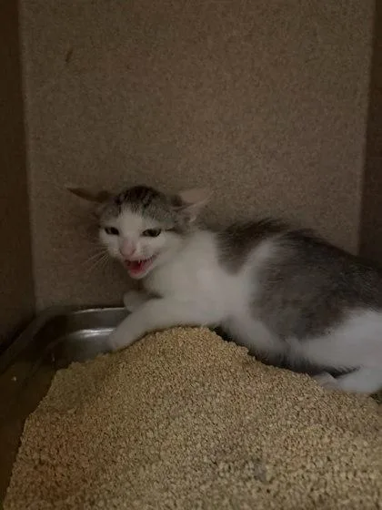 A baby small-sized female Domestic Short Hair cat named Mocha for adoption in Washington, DC