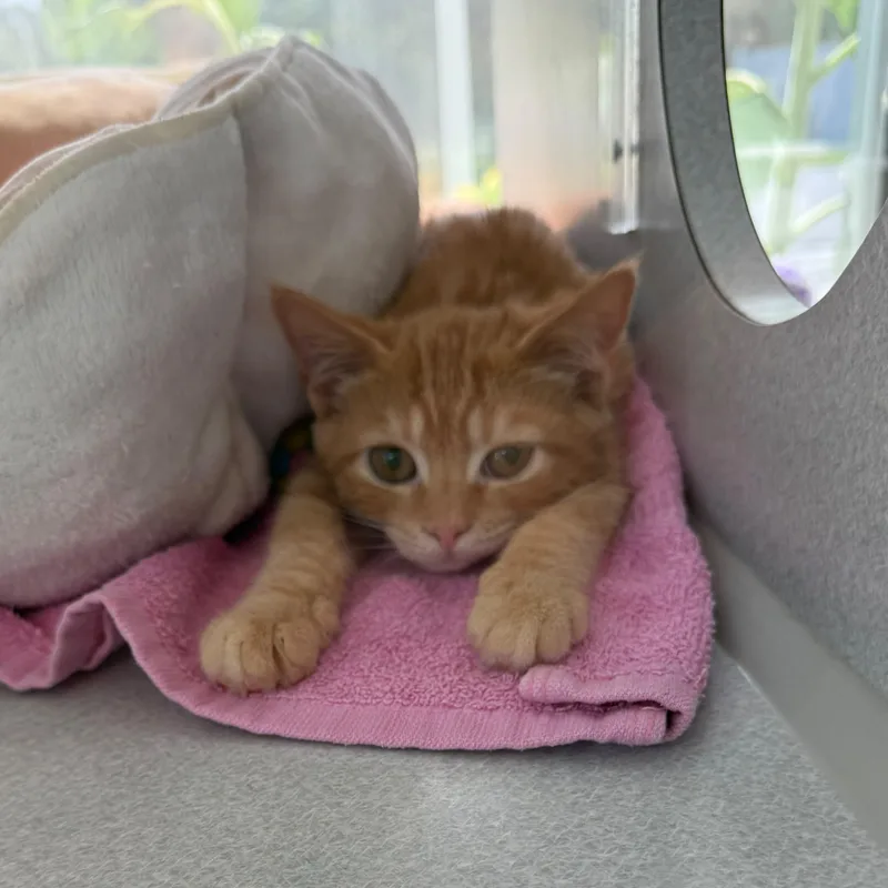 A young medium-sized male Orange / Red Domestic Short Hair cat named Mufasa for adoption in Bear, DE