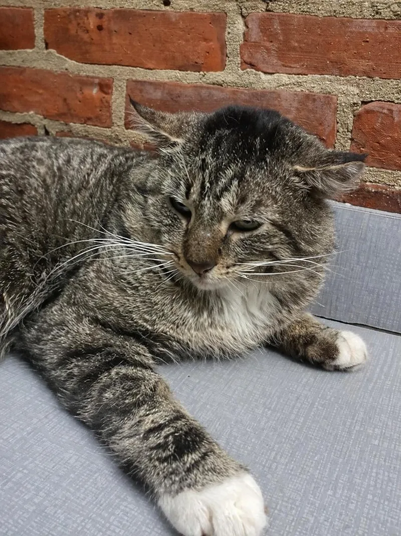A young medium-sized male Domestic Short Hair cat named Roman  Year Male for adoption in Sterling, MA