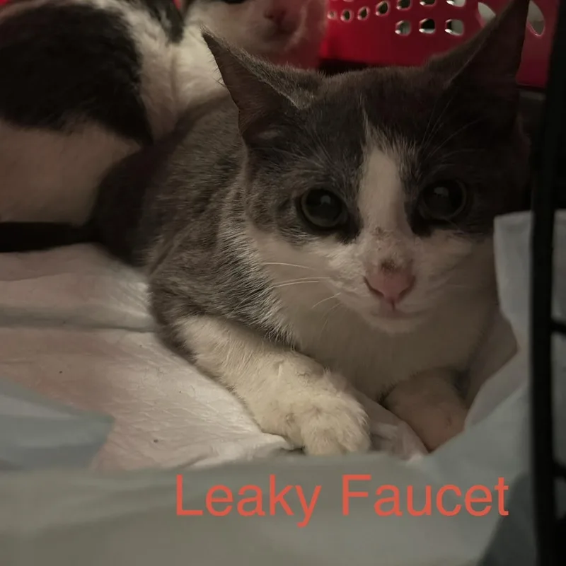 A baby medium-sized male Gray & White Domestic Short Hair cat named Leaky Faucet for adoption in Cleveland Heights, OH