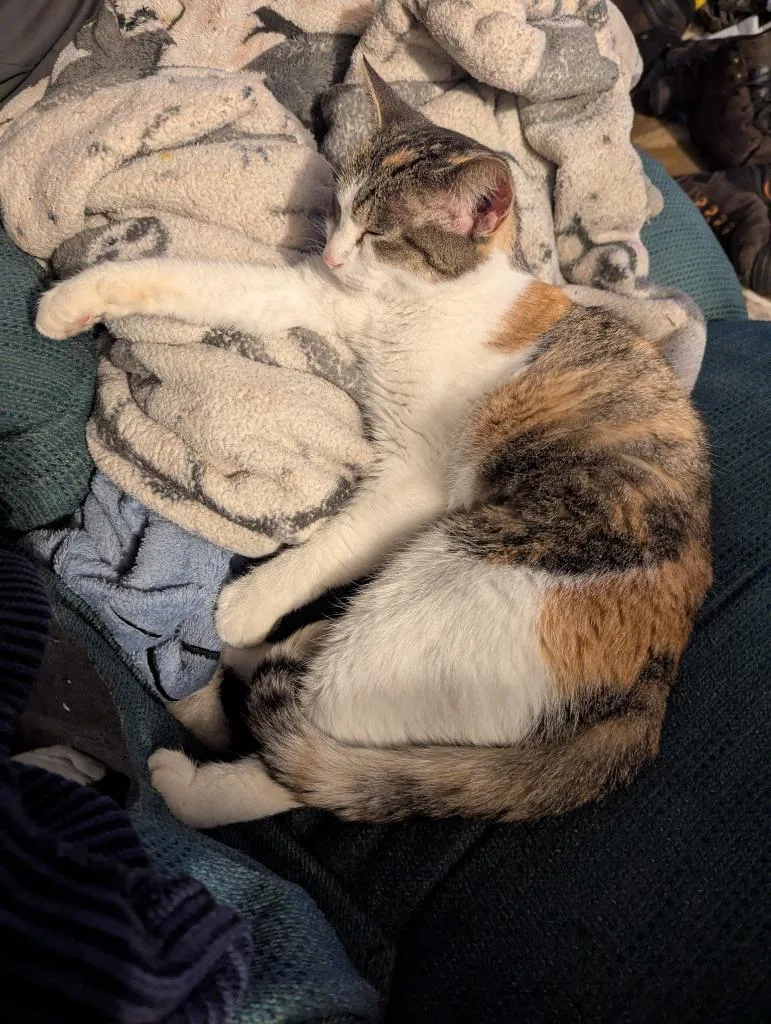 Calico Jackie thumbnail 2