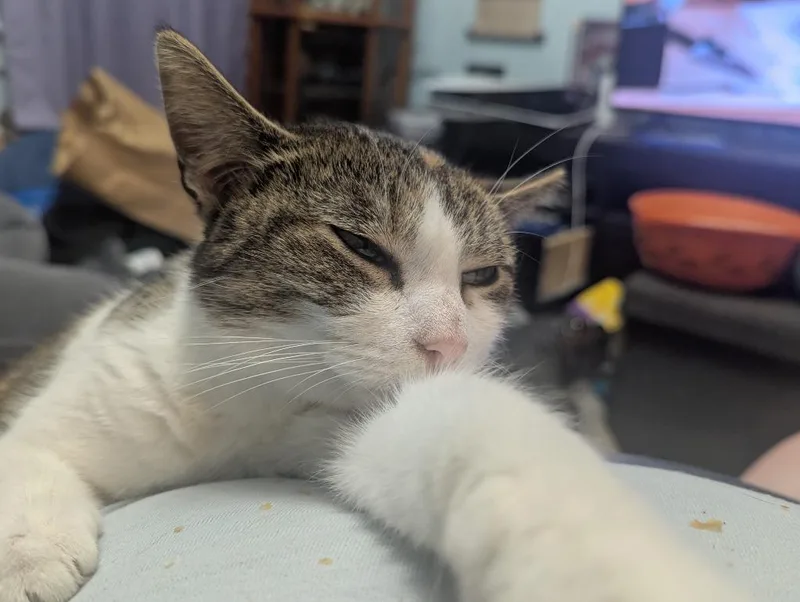 Calico Jackie thumbnail 3