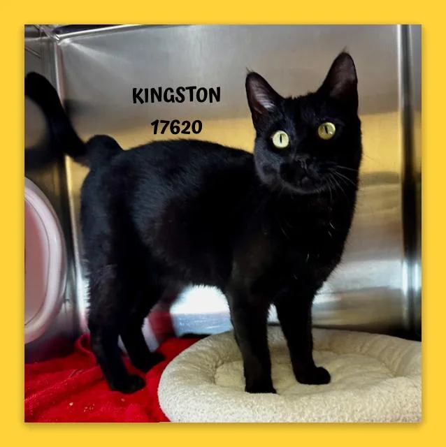 Kingston thumbnail 2