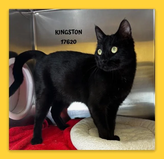 Kingston thumbnail 3