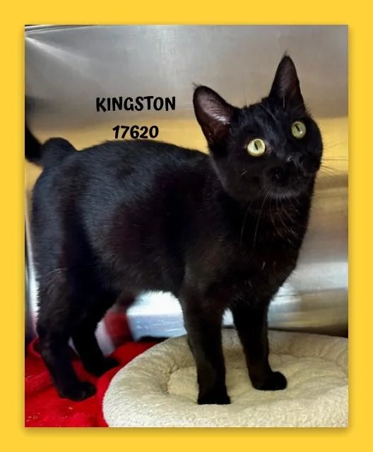 Kingston thumbnail 4