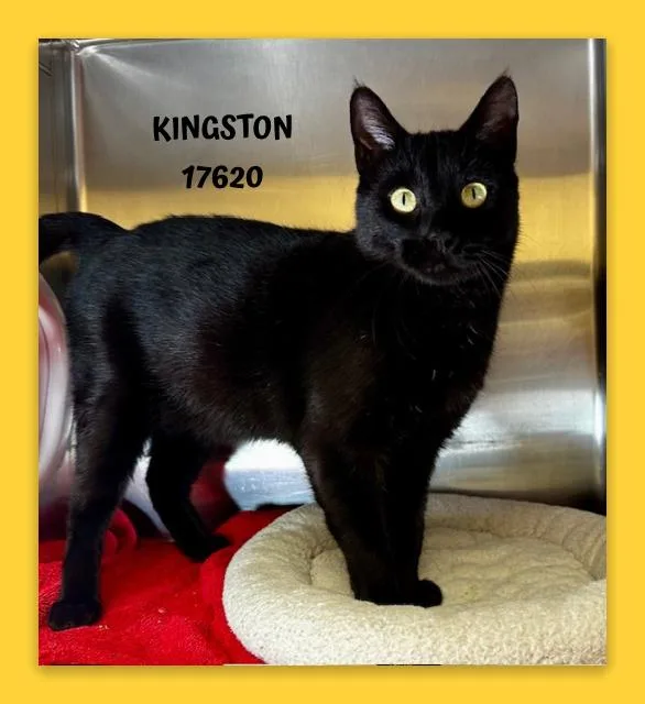 Kingston thumbnail 5