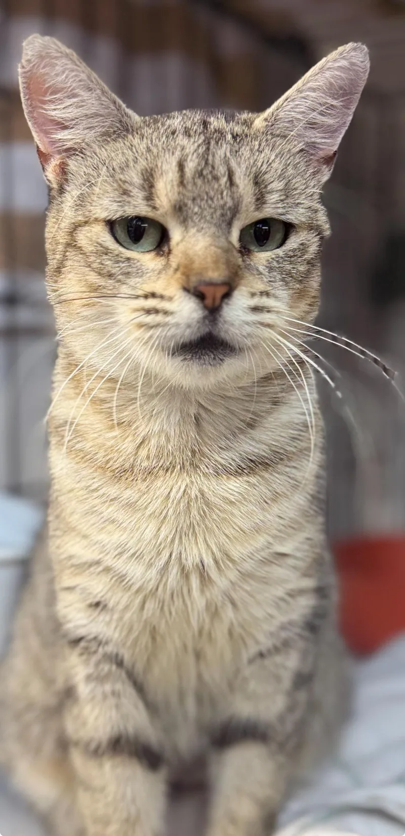 A young medium-sized female Tabby (Gray / Blue / Silver) Domestic Short Hair cat named Marisol N  Found for adoption in New York, NY