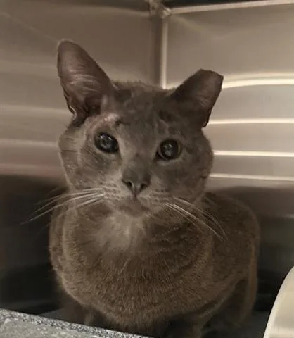 A young large-sized male Domestic Short Hair cat named Gary for adoption in San Martin, CA