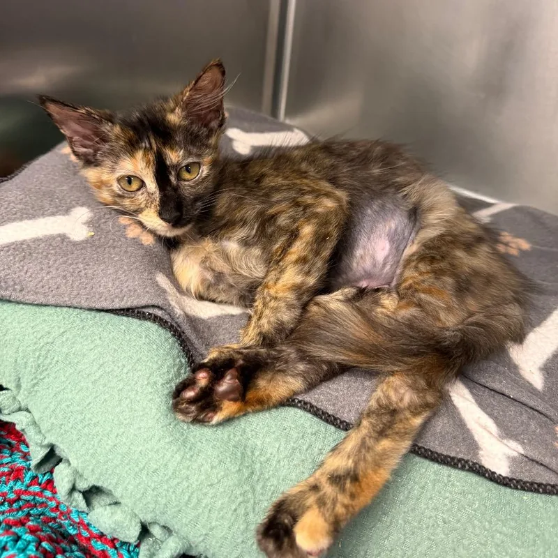 A baby small-sized female Black Domestic Short Hair cat named Tyny Tina for adoption in West Palm Beach, FL