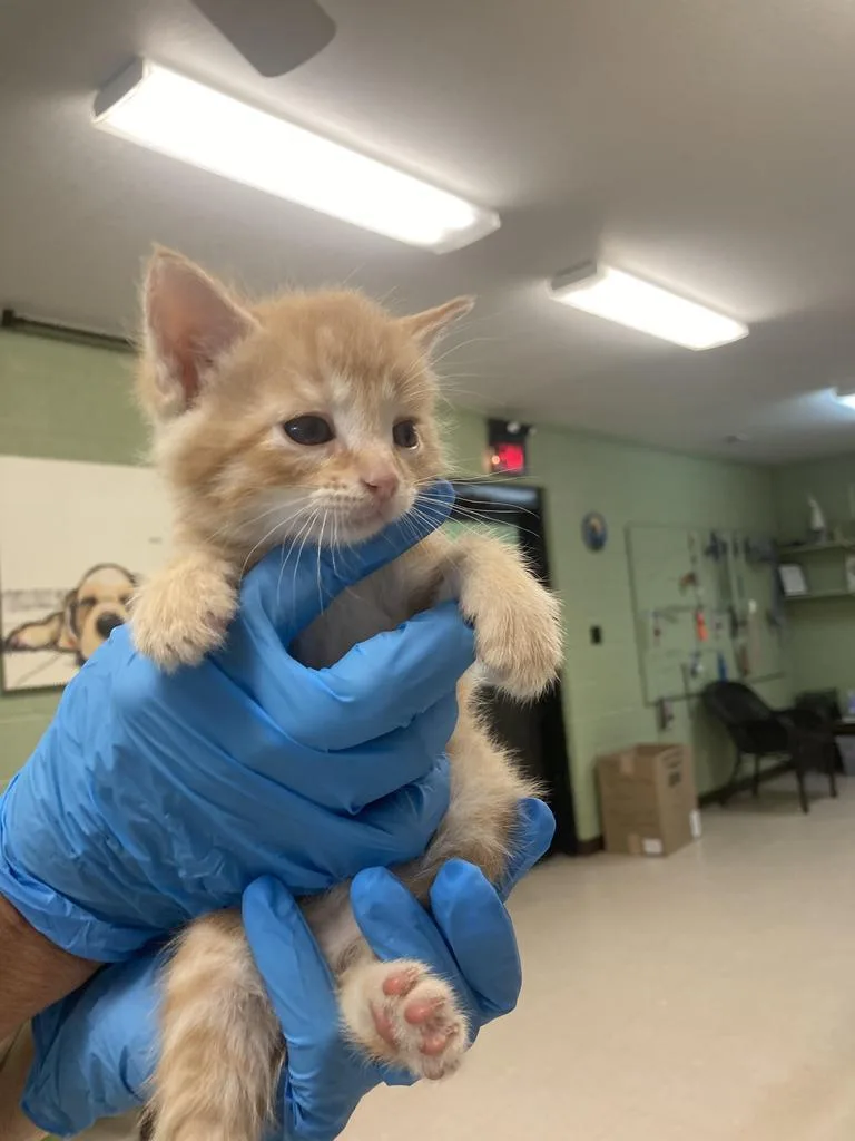 A baby medium-sized male Domestic Short Hair cat named Manifold for adoption in Burnsville, NC