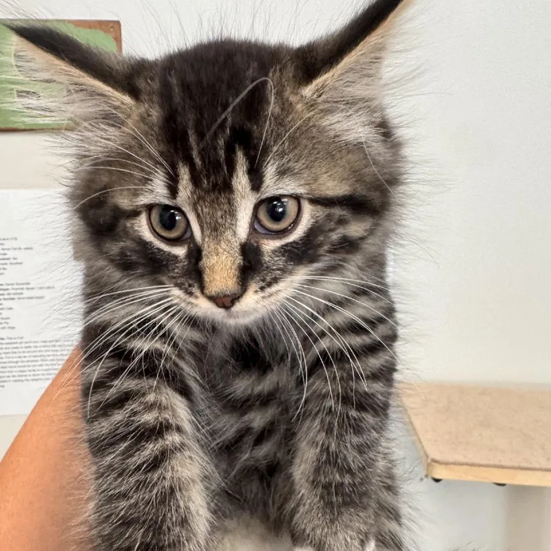 A baby small-sized male Brown / Chocolate Domestic Medium Hair cat named Oliver for adoption in Brockton, MA
