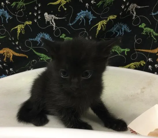 A baby small-sized female Domestic Short Hair cat named Boogie for adoption in Riverside, CA