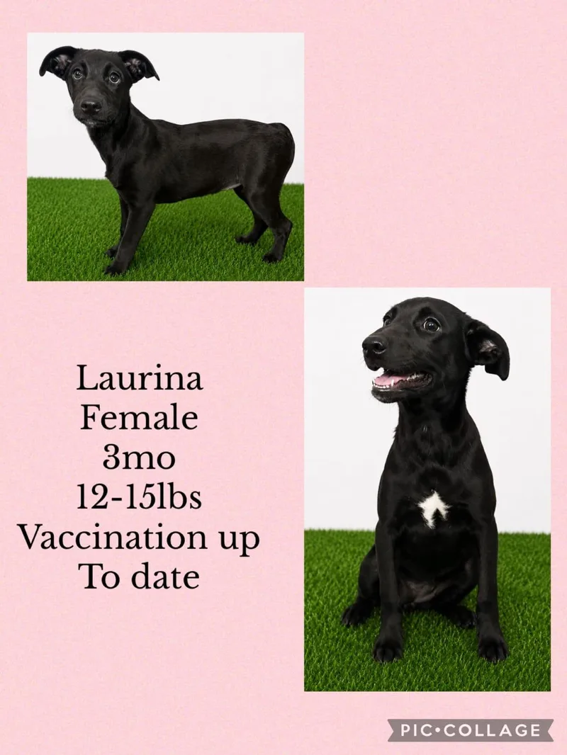 A young small-sized female Mixed Breed dog named Laurina for adoption in San Juan, PR