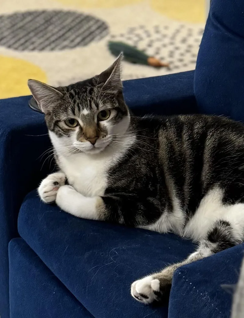 A young medium-sized female Tabby (Buff / Tan / Fawn) Domestic Short Hair cat named Violet Bonded With for adoption in Hillsboro, OR