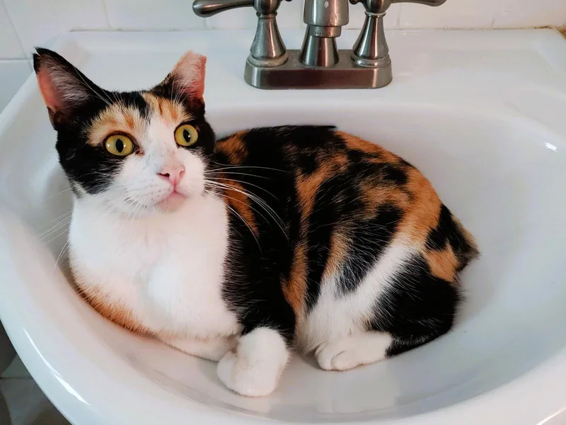 Cinnamon thumbnail 2