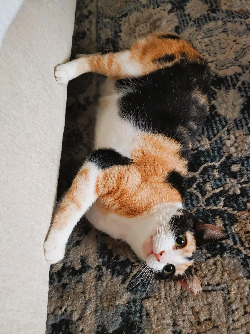 Cinnamon thumbnail 3