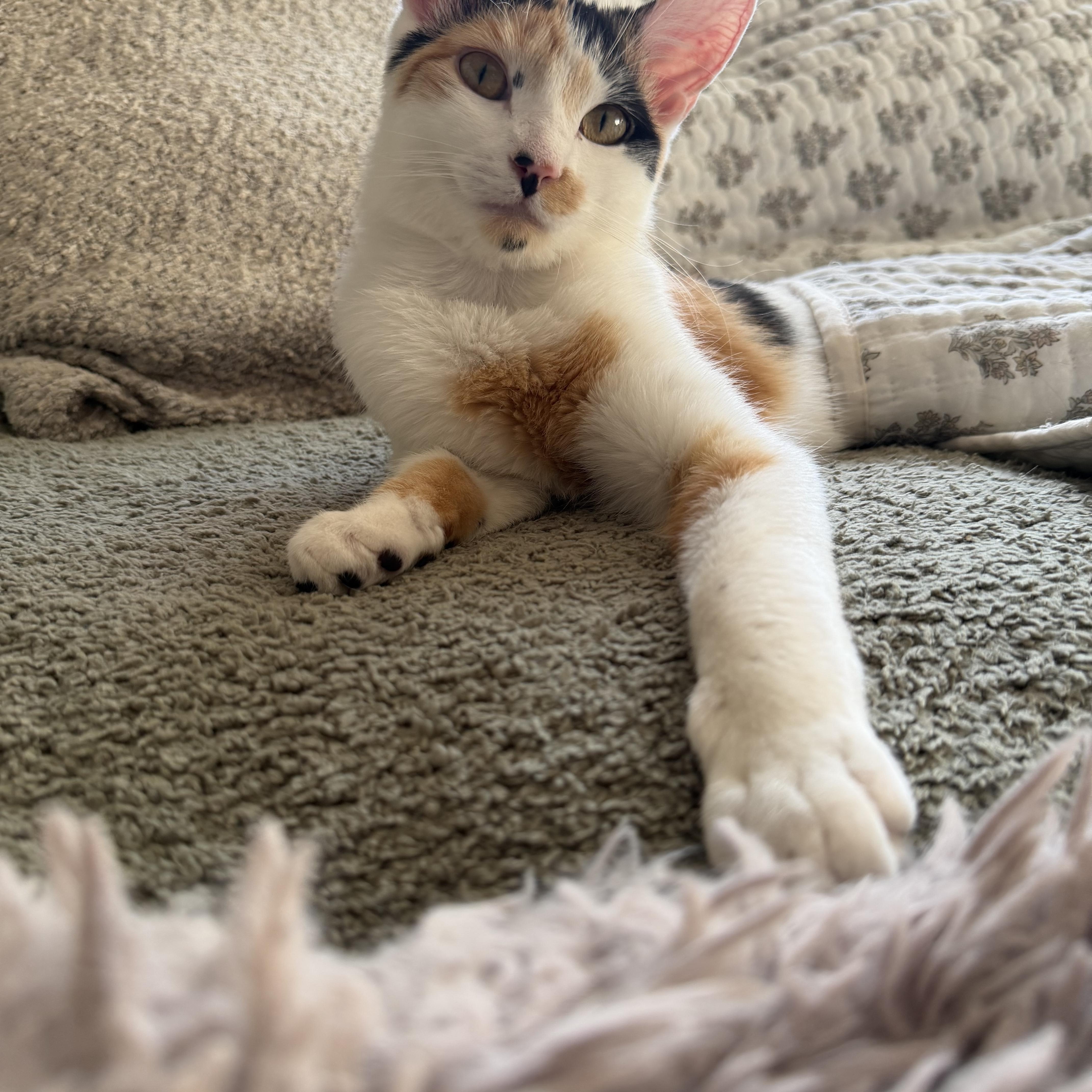 A young small-sized female Calico cat named Shannon for adoption in Canton, MA