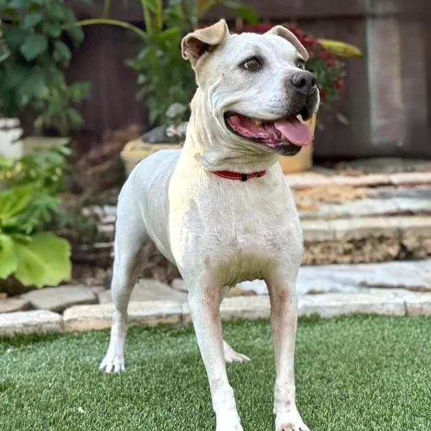 An adult medium-sized female White / Cream Terrier dog named Cookie for adoption in Southport, CT