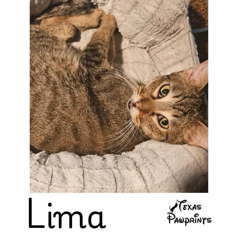 A young medium-sized male Tabby (Buff / Tan / Fawn) Tabby cat named Lima for adoption in Dallas, TX