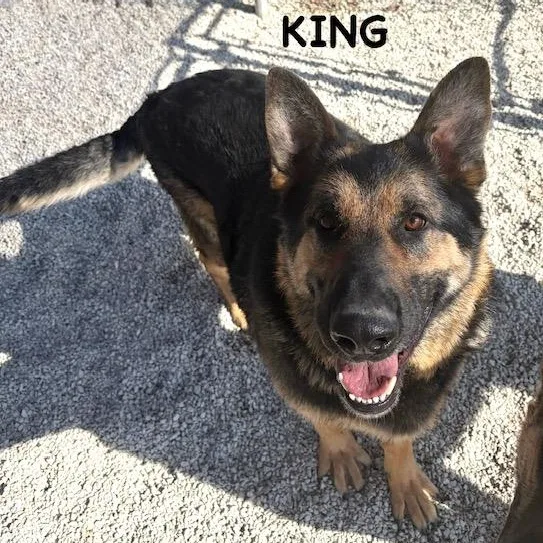 An adult extra large-sized male Black German Shepherd Dog dog named King for adoption in Bowling Green, OH