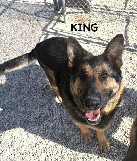 King thumbnail 3