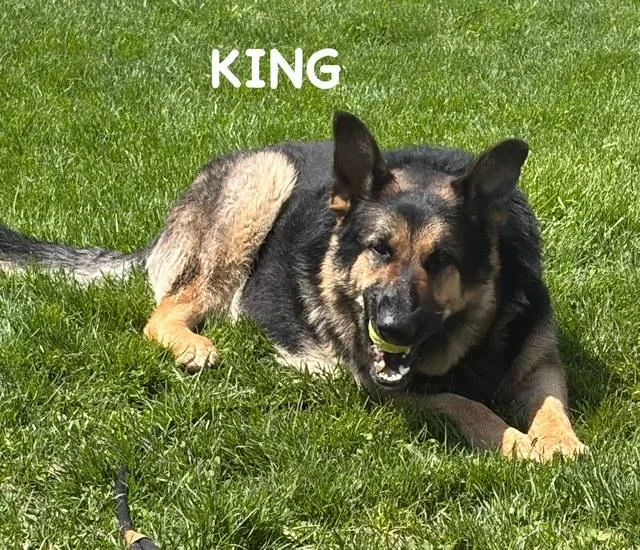King thumbnail 4