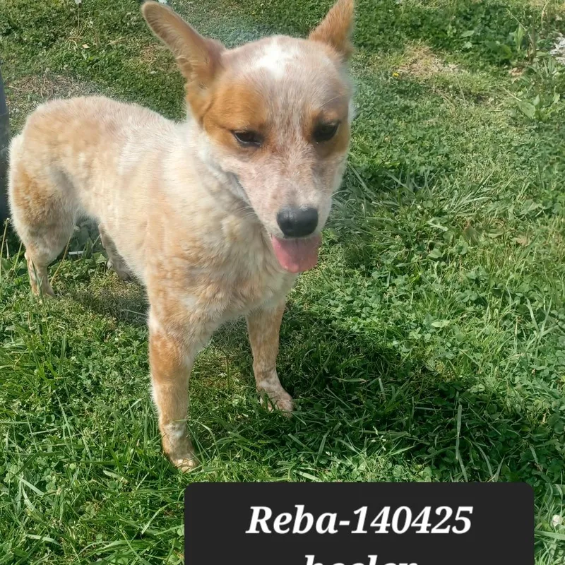 An adult medium-sized female Cattle Dog dog named Reba for adoption in New Tazewell, TN