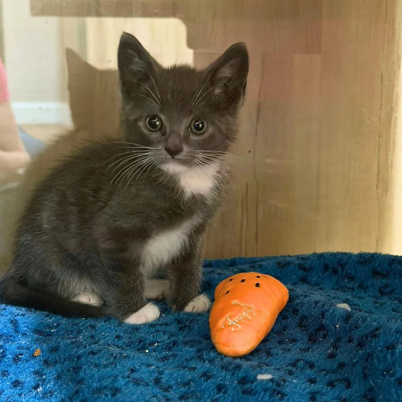 A baby small-sized male Gray & White Domestic Short Hair cat named Finn for adoption in Bryson City, NC