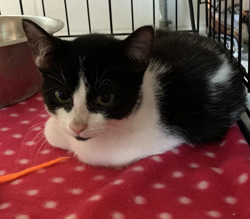 Oreo