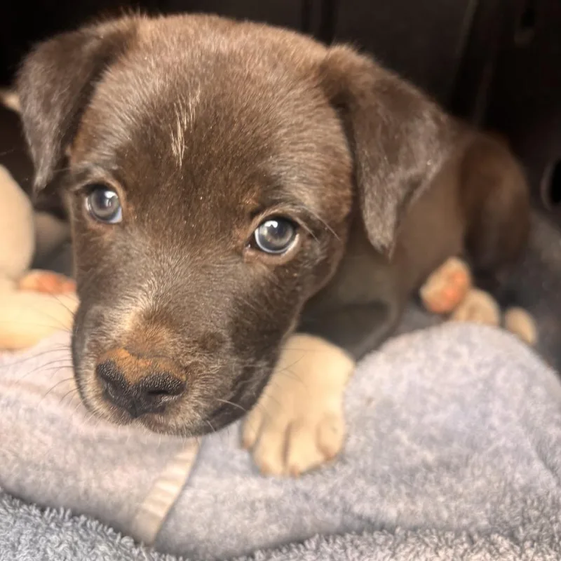 A baby medium-sized male Black Labrador Retriever dog named Stew for adoption in Austin, TX