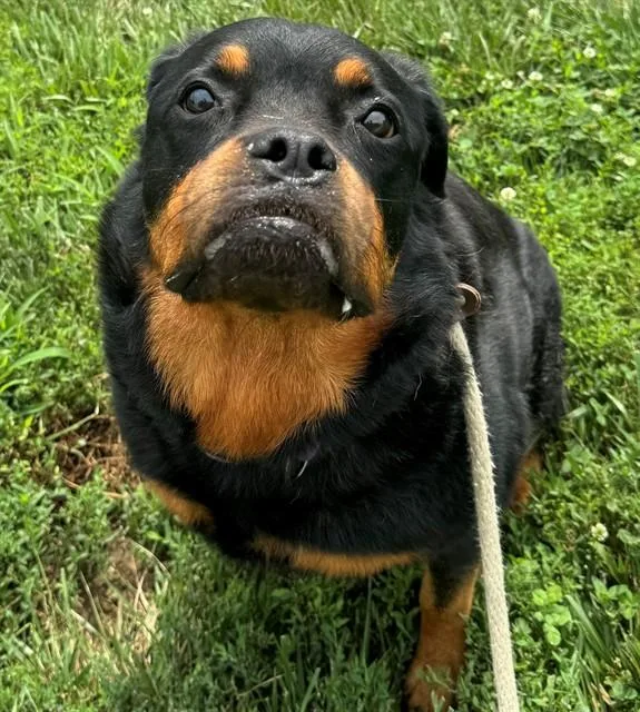 Kona