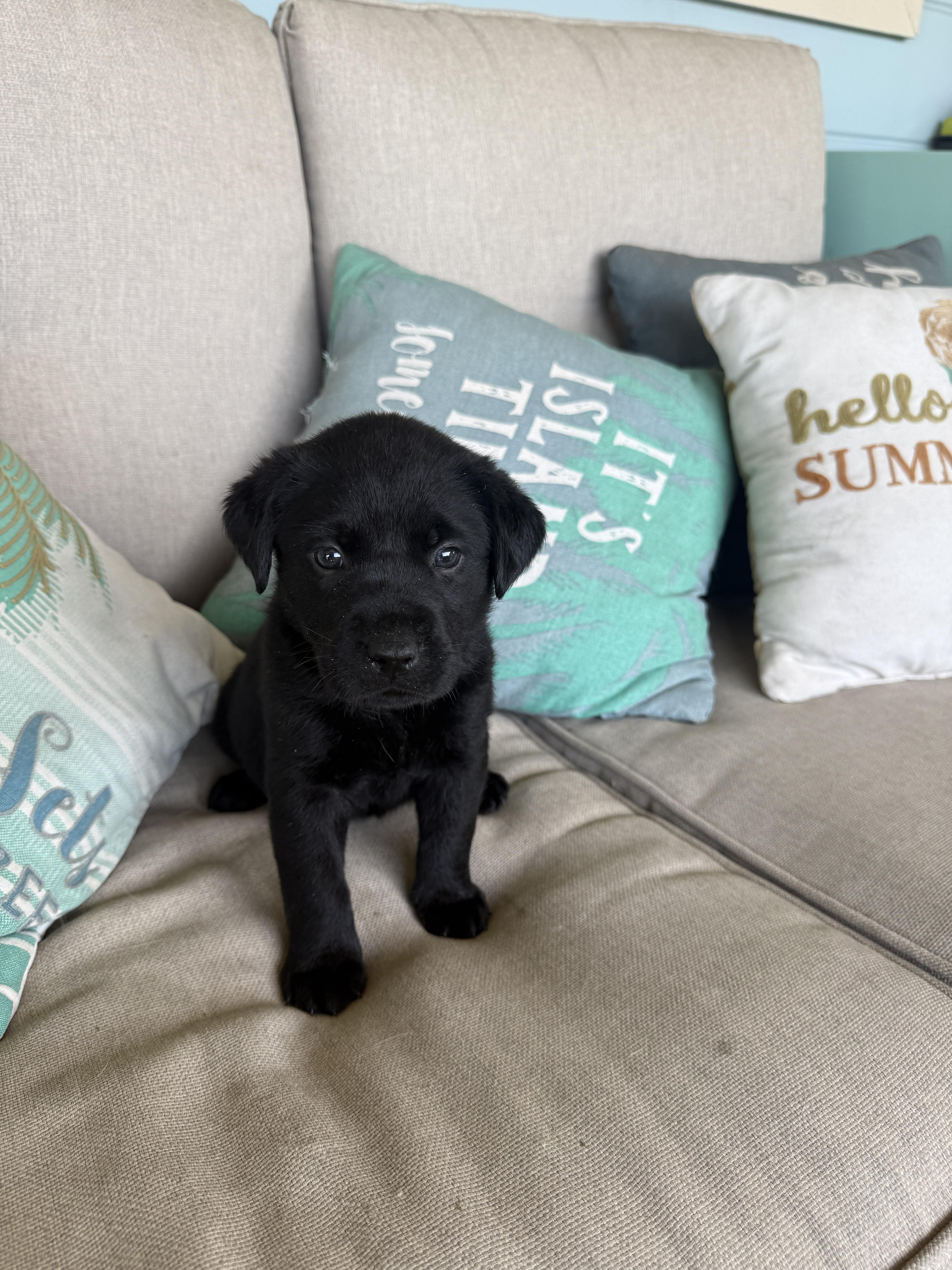 A baby small-sized female Labrador Retriever dog named Bunny for adoption in Discovery Bay, CA